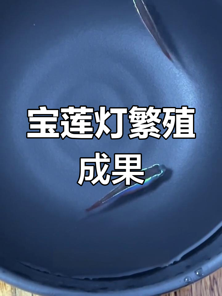 宝莲灯鱼成功产卵,孵化过程揭秘