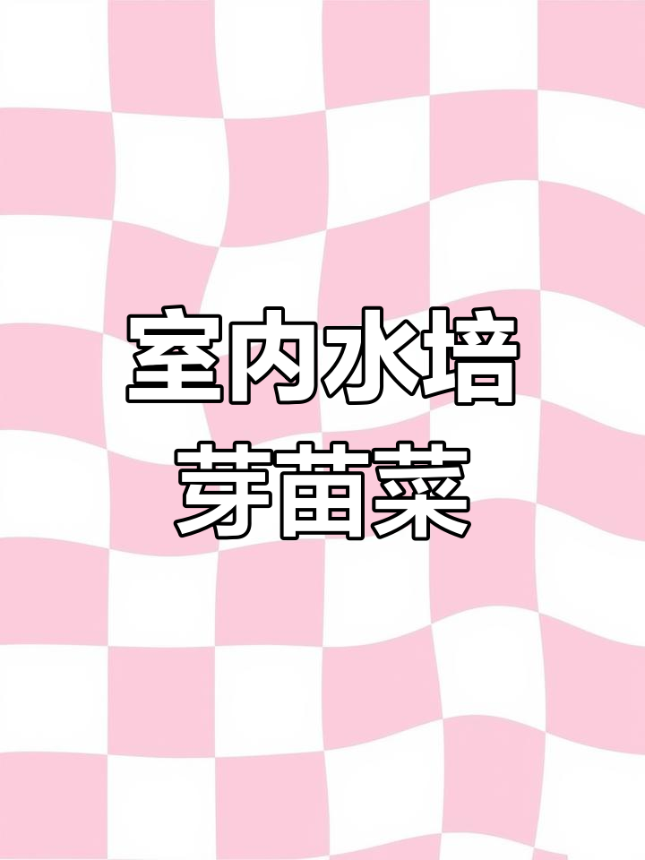 水培芽苗菜,室内种植轻松搞定