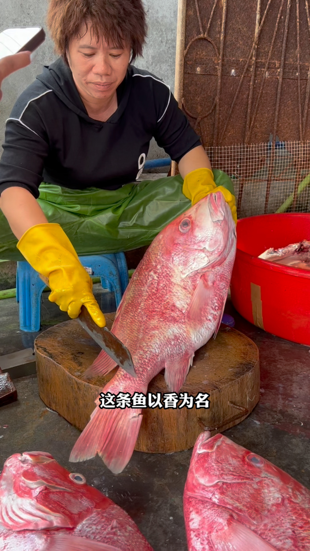 新鲜的红鱼不好吃,所以用来晒成鱼干