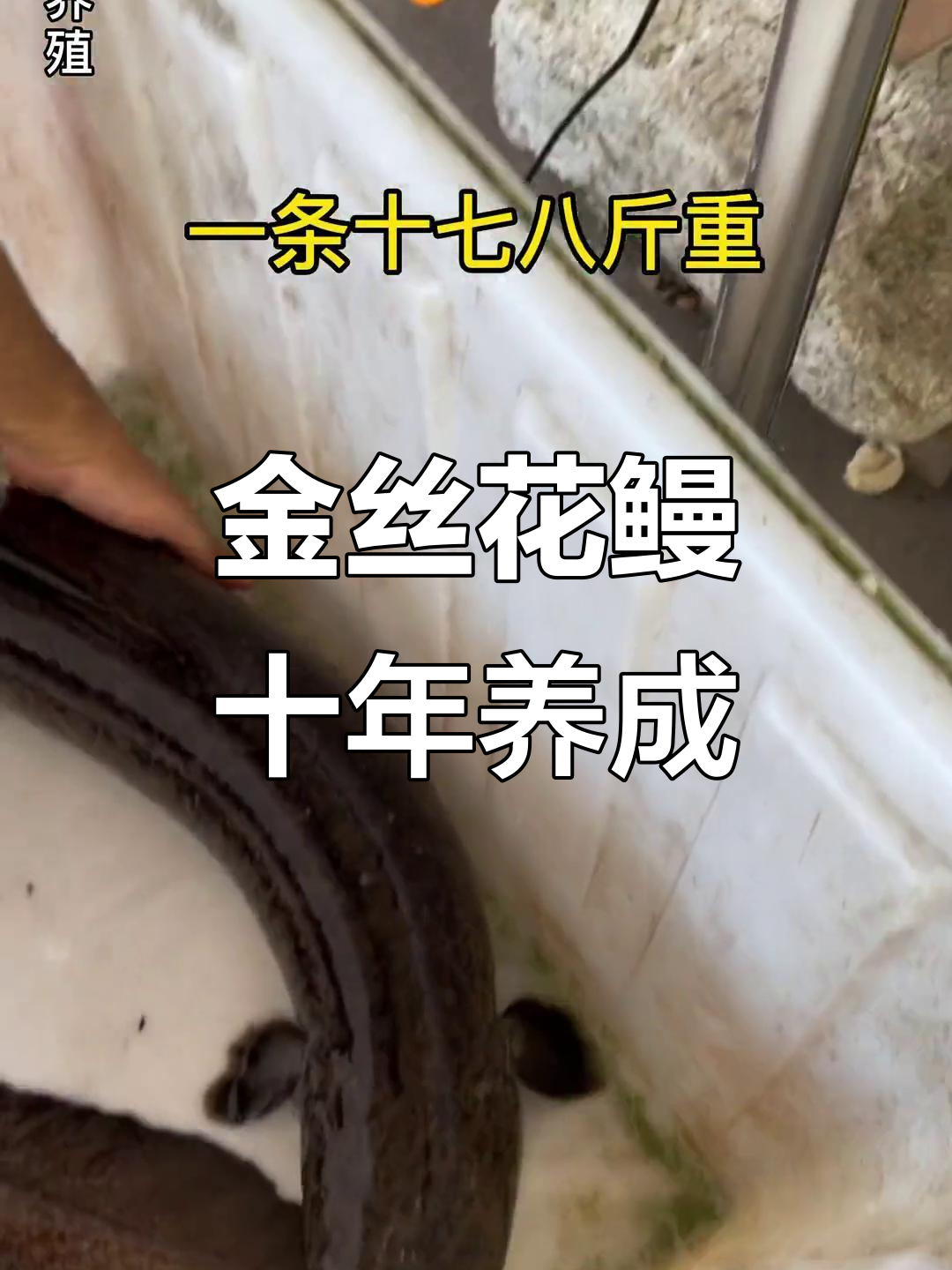 养殖十一年,金丝花鳗成色惊艳,重达十七八斤