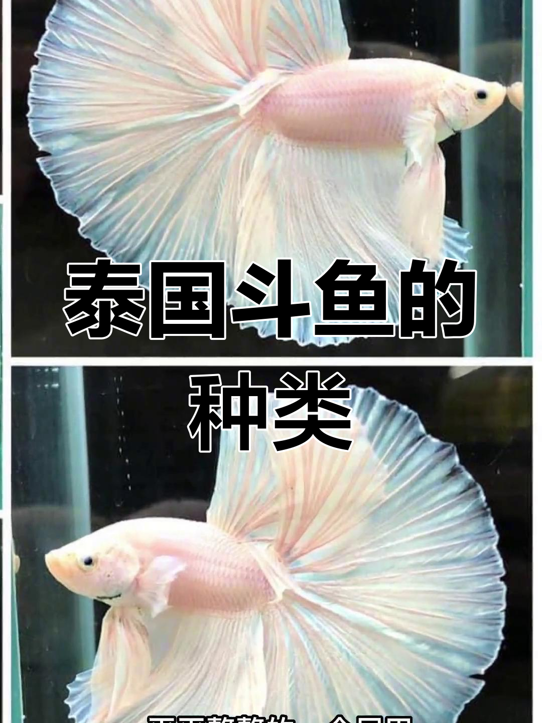 泰国斗鱼品种解析:尾型与特征