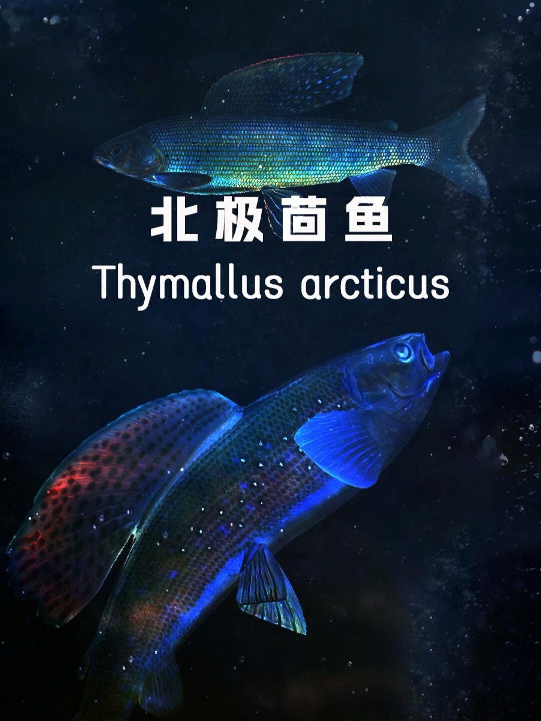 俄罗斯远东野钓北极鮰鱼