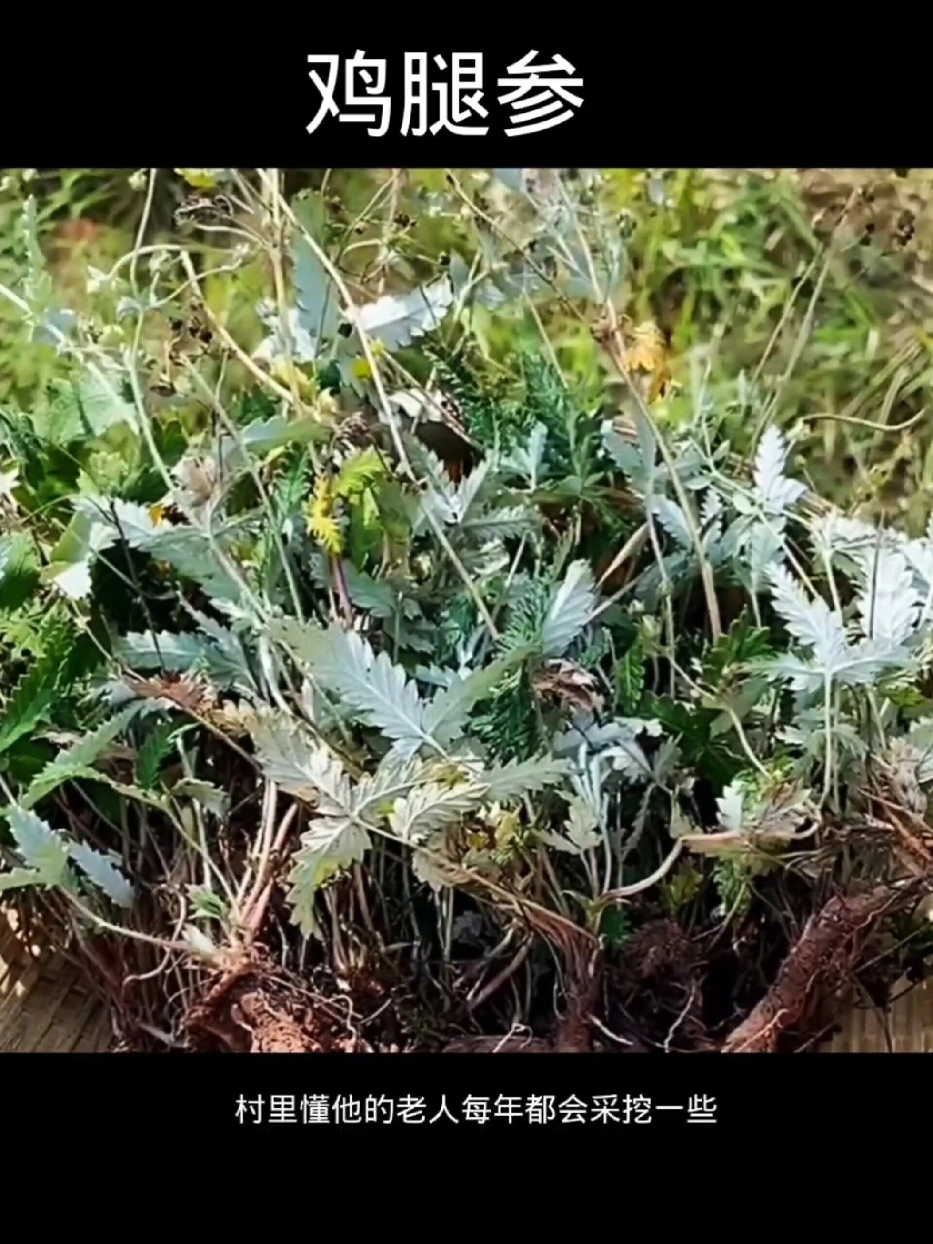 鸡腿参,植物科普