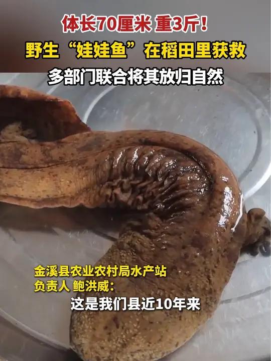野生“娃娃鱼”在稻田里获救,多部门联合将其放归自然