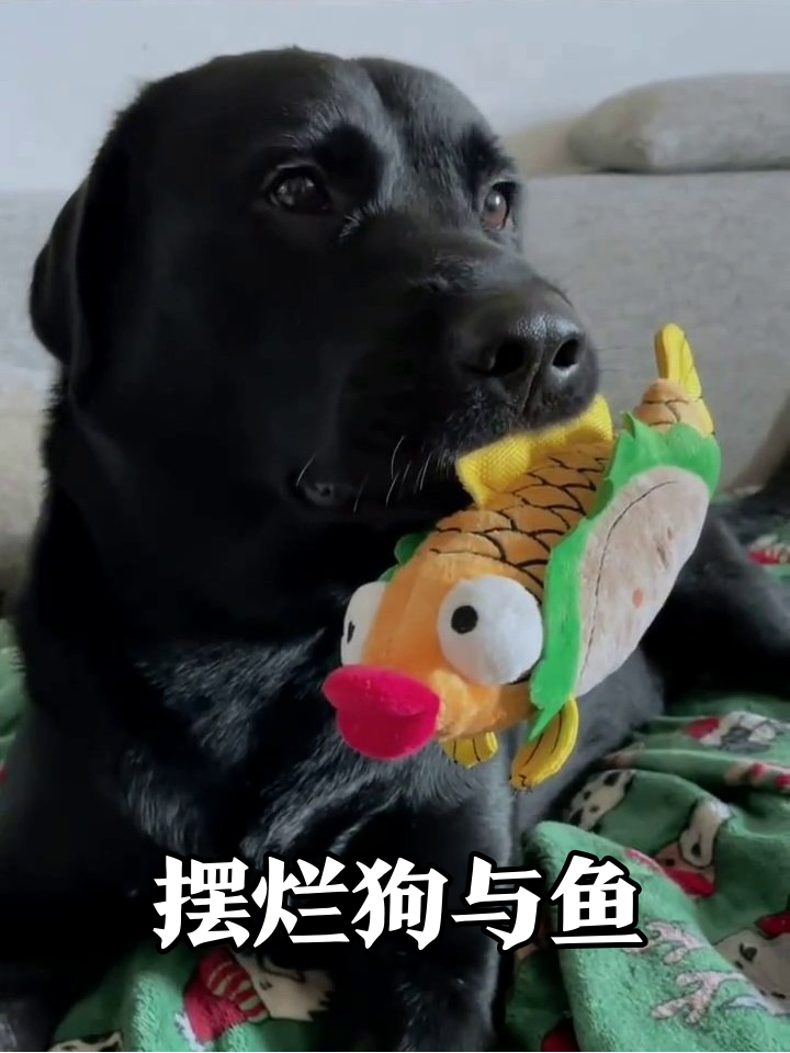 黑狗叼鱼玩具秒变脸,鱼:你礼貌吗?