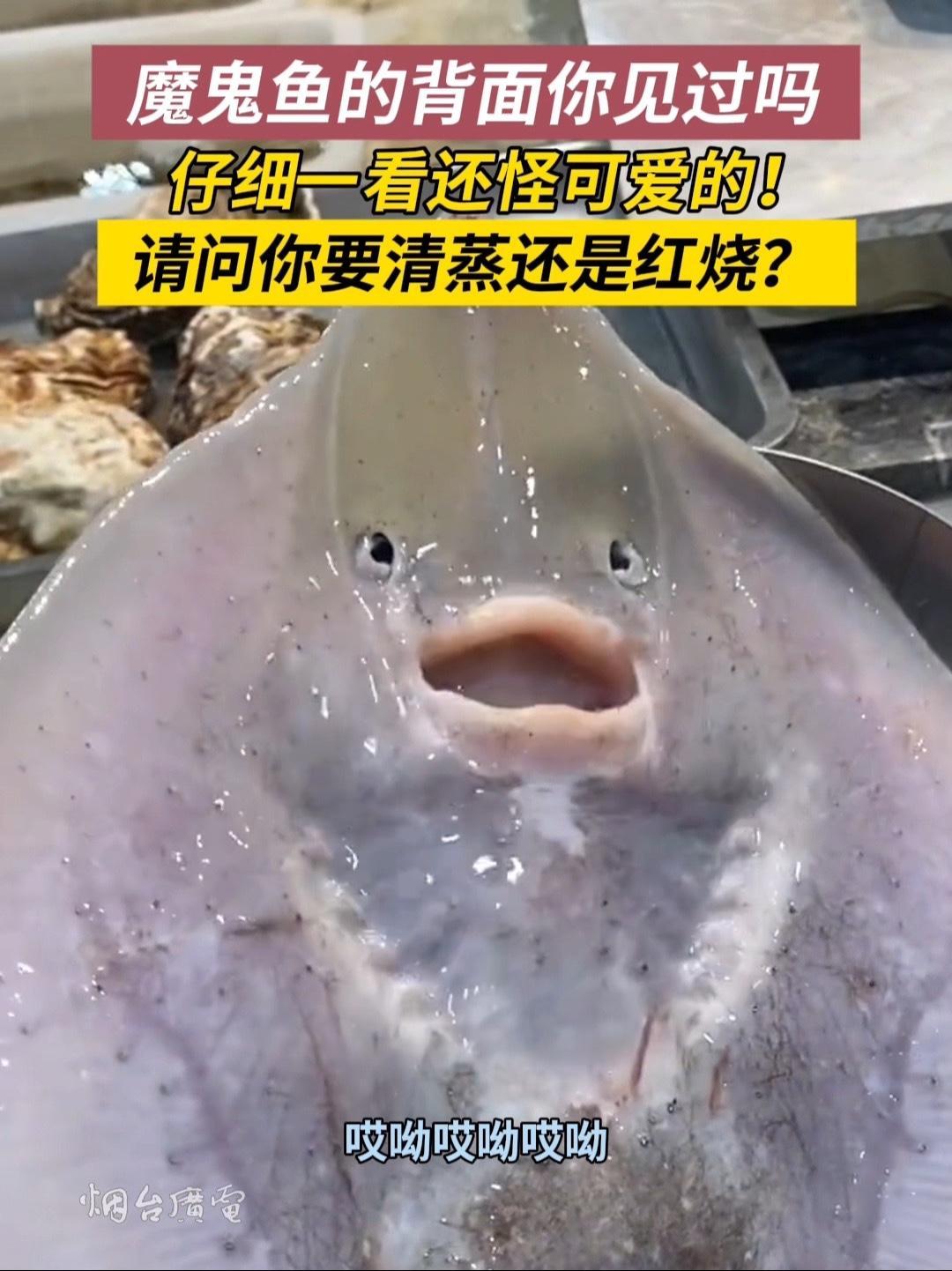 近日,山东烟台,原来魔鬼鱼的背面这么可爱!魔鬼鱼 神奇的动物 可爱