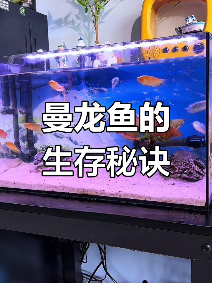 曼龙鱼适应力强,但需提供藏身地,避免繁殖期争斗