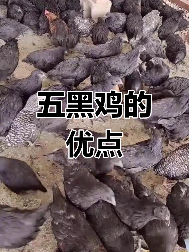 五黑鸡与绿鸡肉质对比,抗病力强、温顺易养