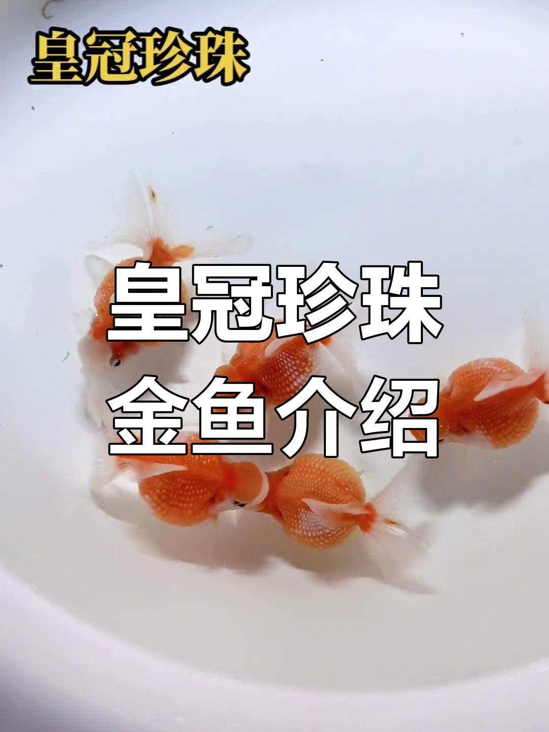 了解皇冠珍珠金鱼：品种介绍与观赏技巧