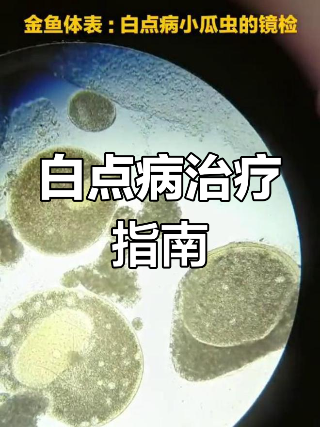 金鱼白点病轻松治愈,寄生虫感染快速清除