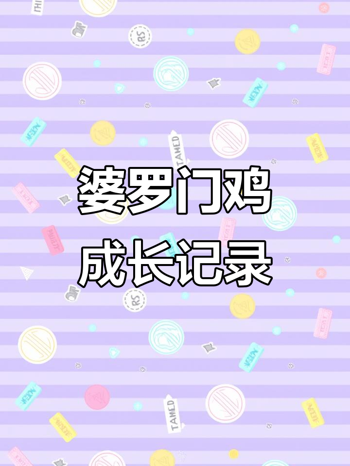 三彩婆罗门小鸡成长大揭秘,从小翅膀到灰底三彩的变化