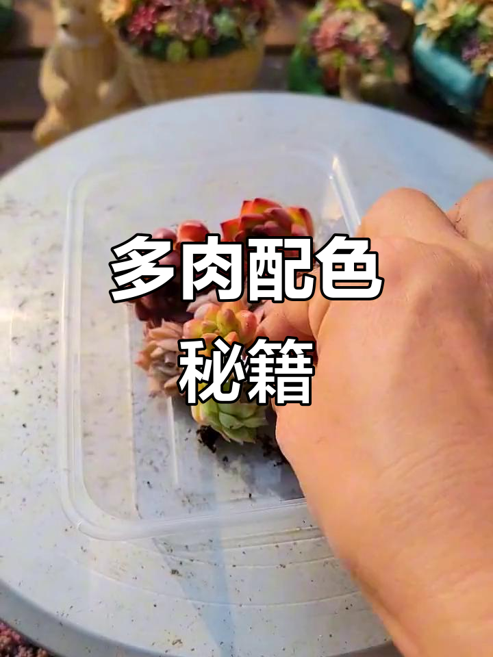 想要多肉组合？选对品种，色彩搭配才是关键！