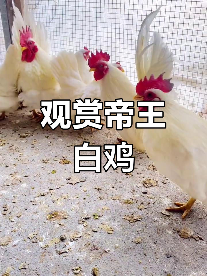 帝王白矮脚鸡的魅力