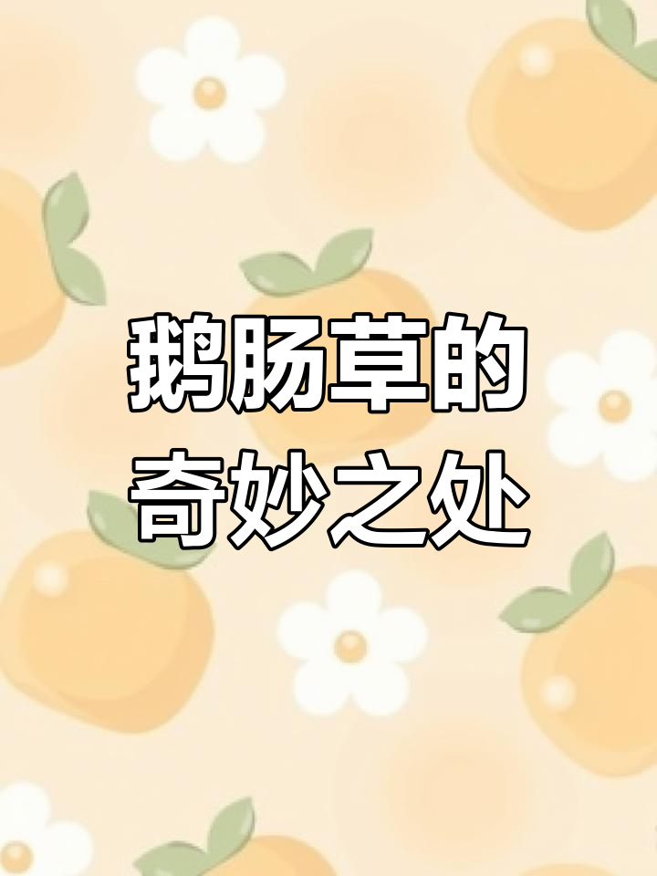 鹅肠草,野菜中的珍宝,本草纲目记载其多种神奇功效