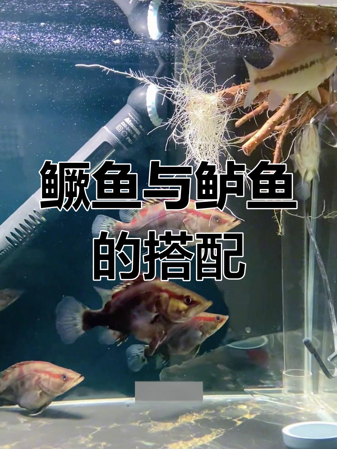 鳜鱼性格内向?试试和鲈鱼一起养,状态大变!