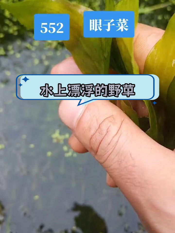 眼子菜:水上漂的野生植物