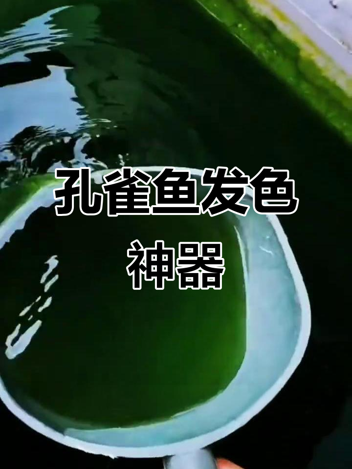 孔雀鱼发色秘籍:一锅老绿让鱼儿色彩更艳丽