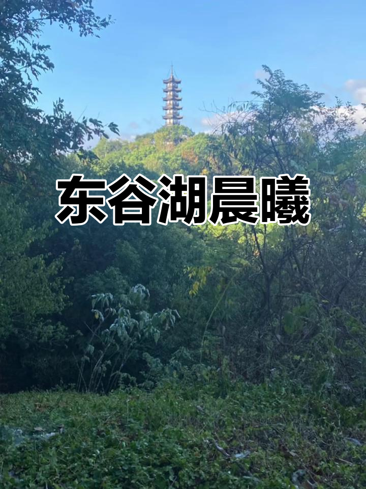 清晨六点,东谷湖的清新与黄家桥包子的简单美好