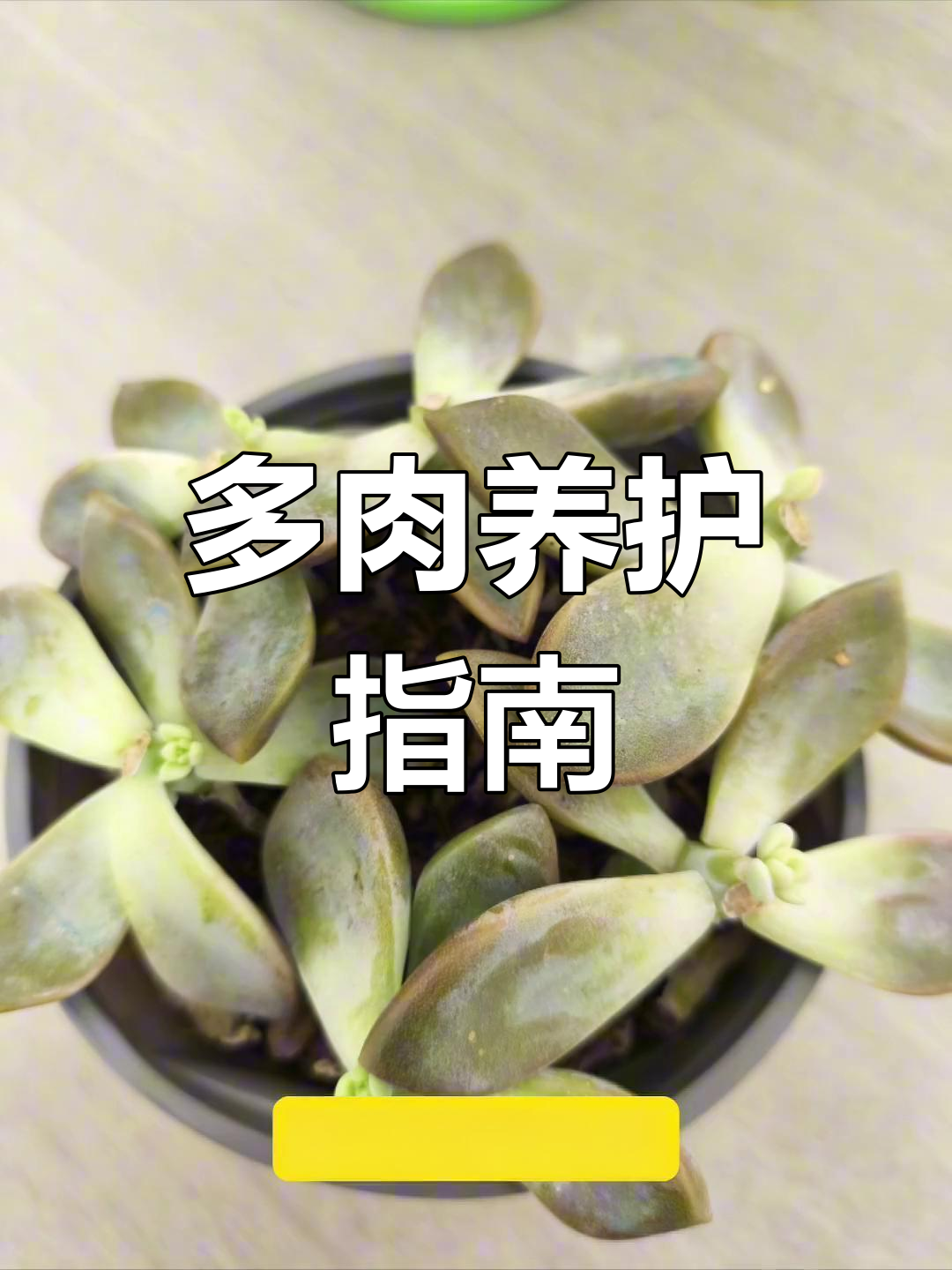 药锦多肉难养,新手慎买!学会养护技巧才能避免失败