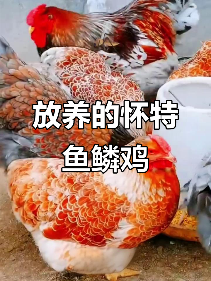 广西鱼鳞鸡,黑白相间放养虫草为食