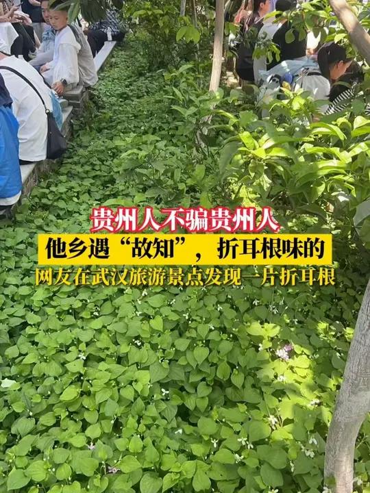 贵州人不骗贵州人!他乡遇“故知”,折耳根味的