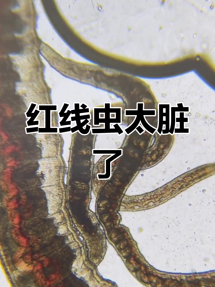 丰年虾比红线虫更合适喂鱼