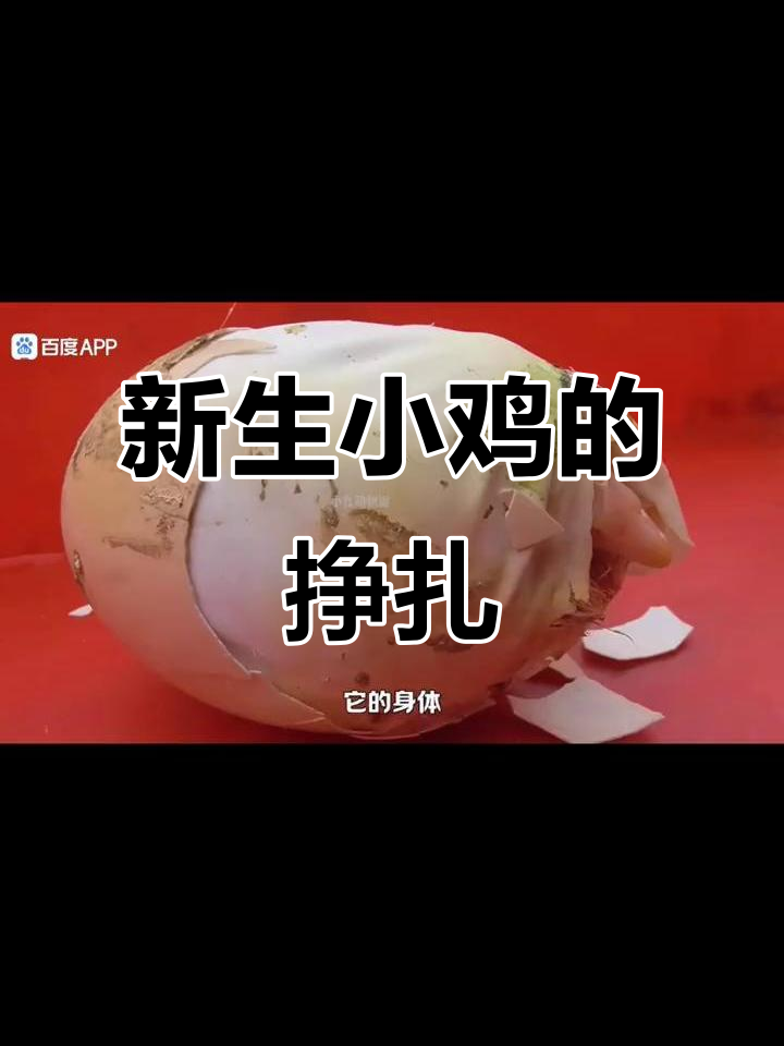 小鸡破壳全过程,生命力的顽强展现