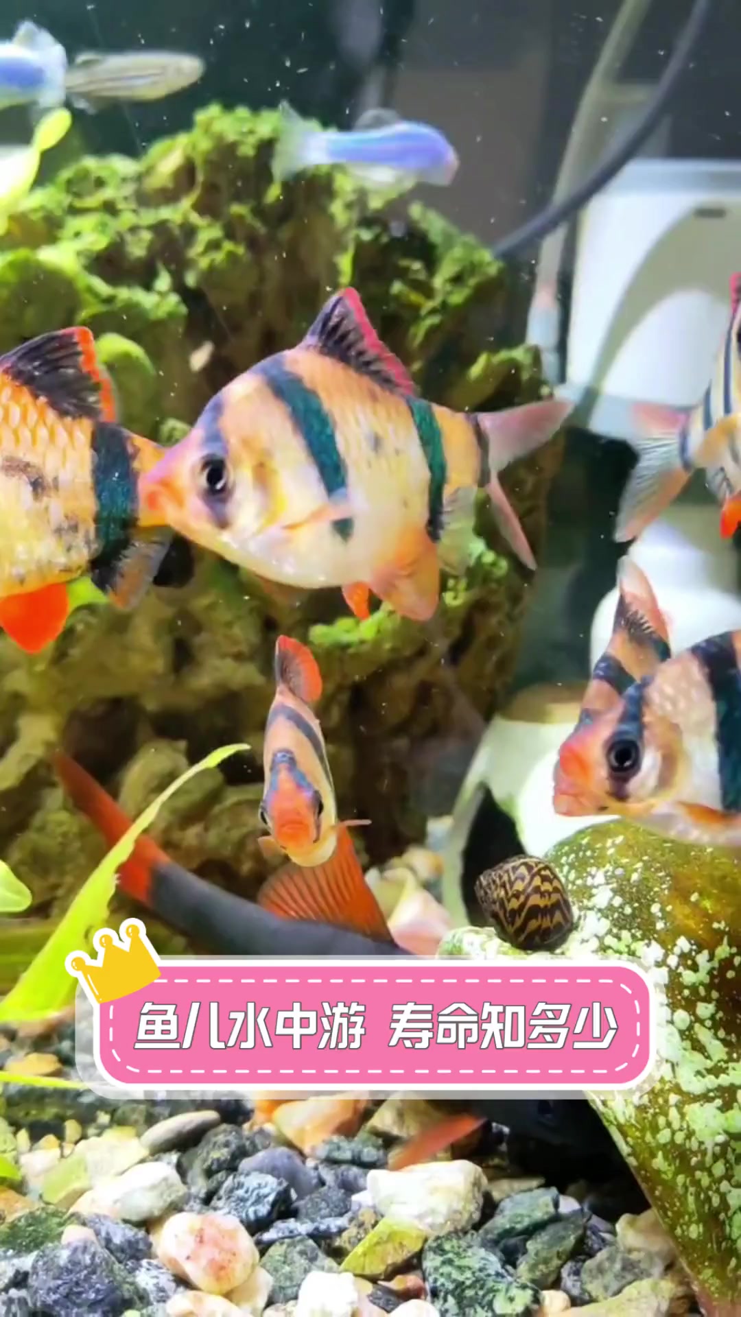 鱼儿水中游,寿命知多少