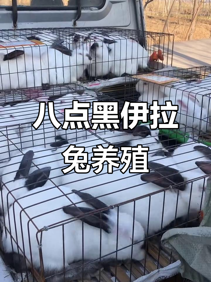 伊拉肉兔养殖技巧:从公母搭配到管理全攻略
