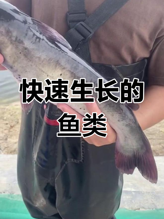 斑点叉尾鮰鱼,生长迅速,适应性强,适合多种养殖环境