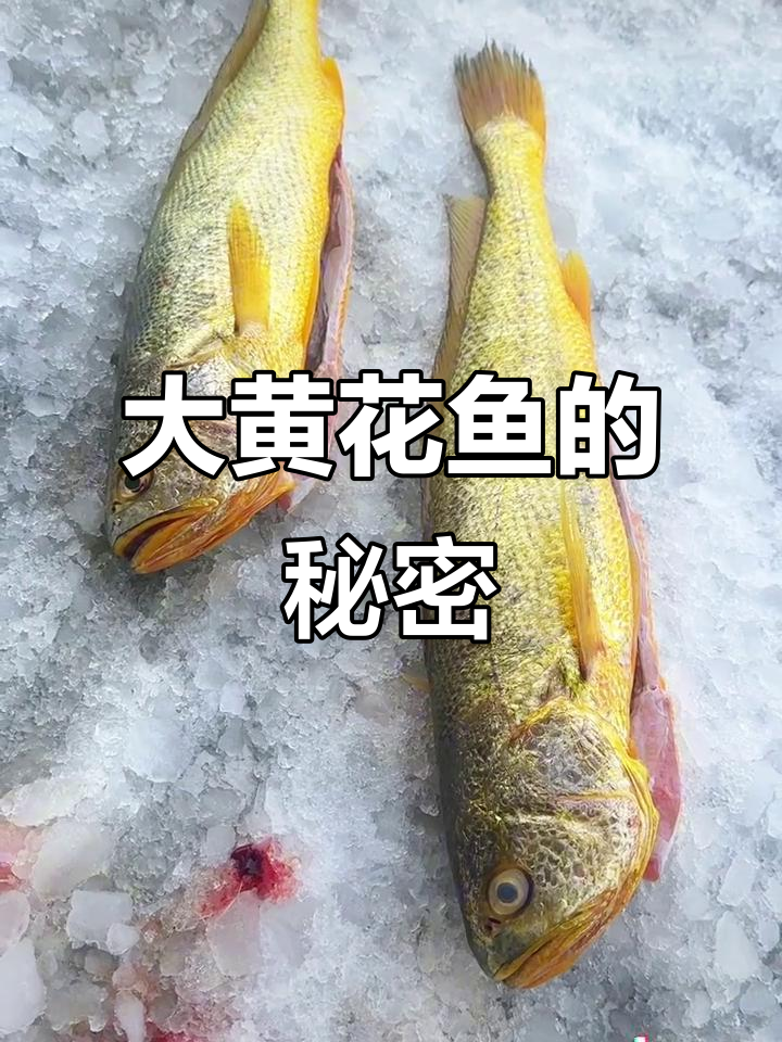 野生大黄花鱼,珍贵鱼胶,止血效果显著