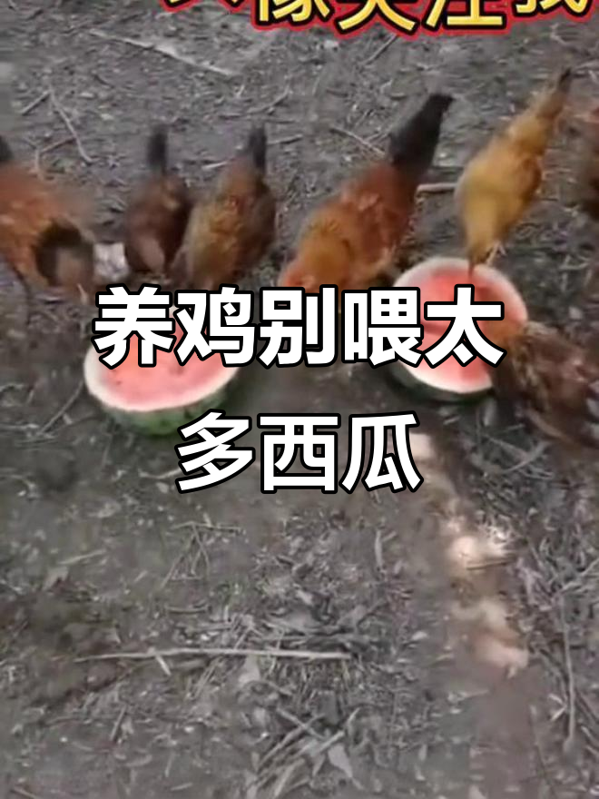 夏季养鸡注意!西瓜喂多了会中毒,尤其是鸭鹅