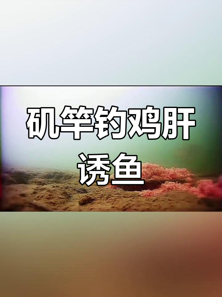 用矶竿钓鱼,鸡肝开饵效果如何?冷天发窝慢,但鱼来了!