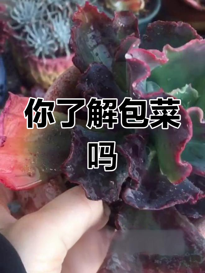 包菜多肉品种大揭秘