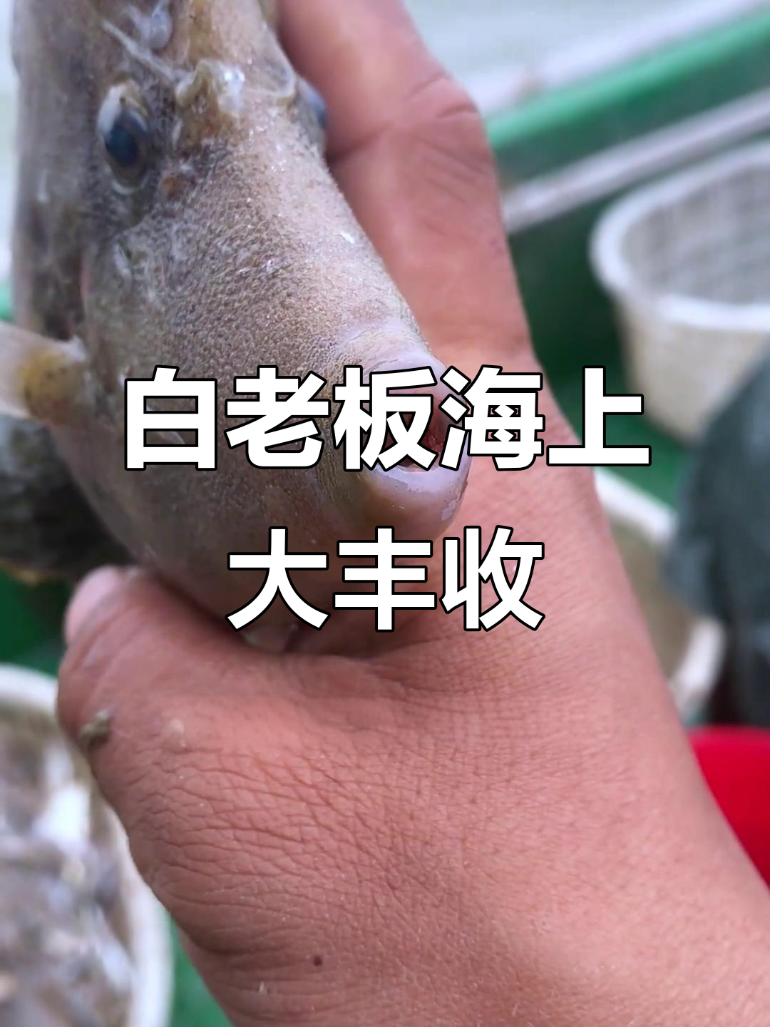 湖北白老板出海捕鱼,意外捕获黄花鱼和章鱼,运气爆棚