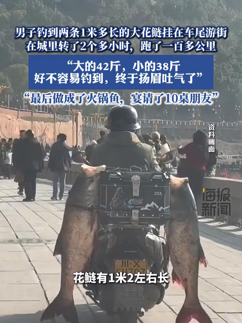男子钓到两条1米多长的大花鲢挂在车尾游街,在城里转了2个多小时,跑了一百多公里 热点新闻事
