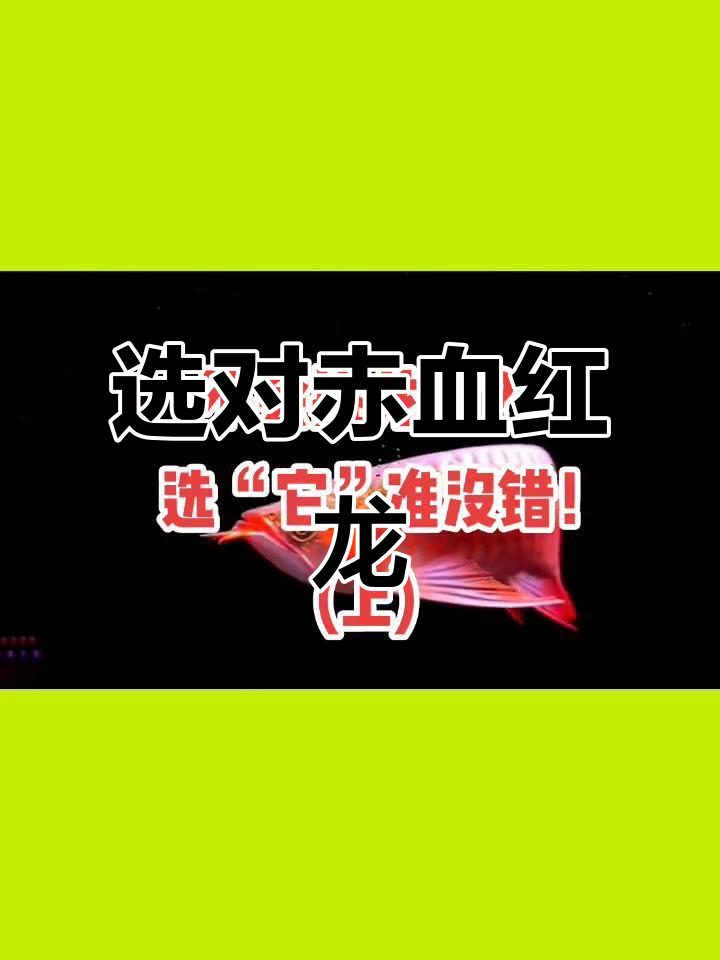 如何挑选赤血红龙？从血统到质量全解析
