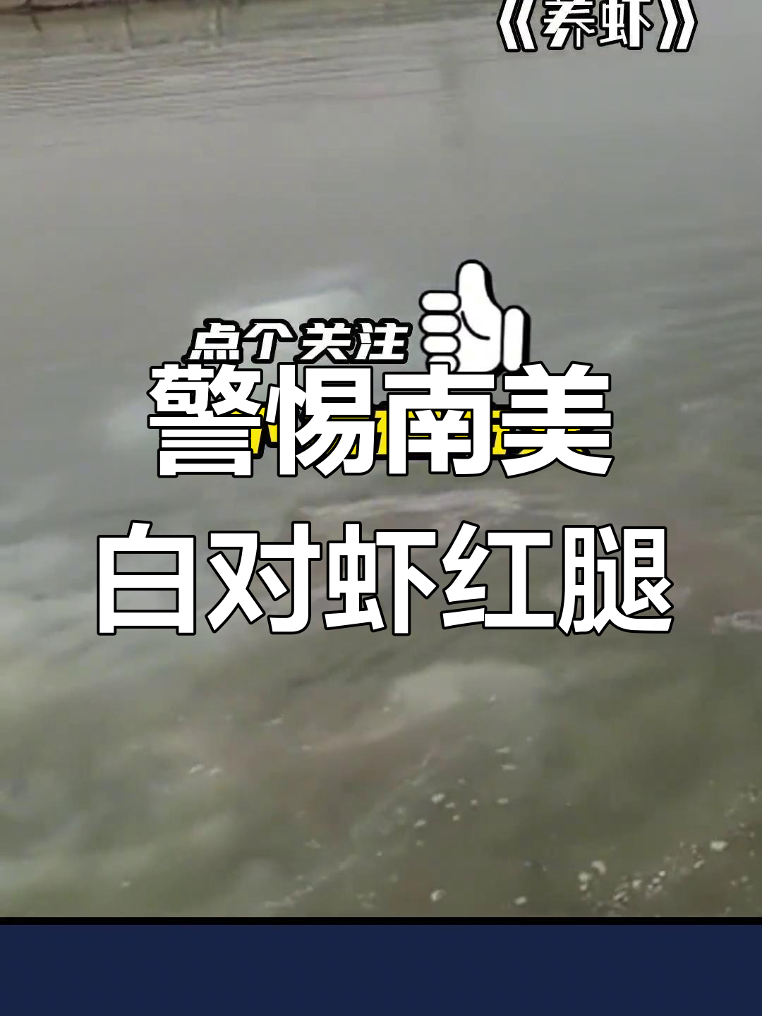 南美白对虾红腿病防控全攻略,养殖人必看!