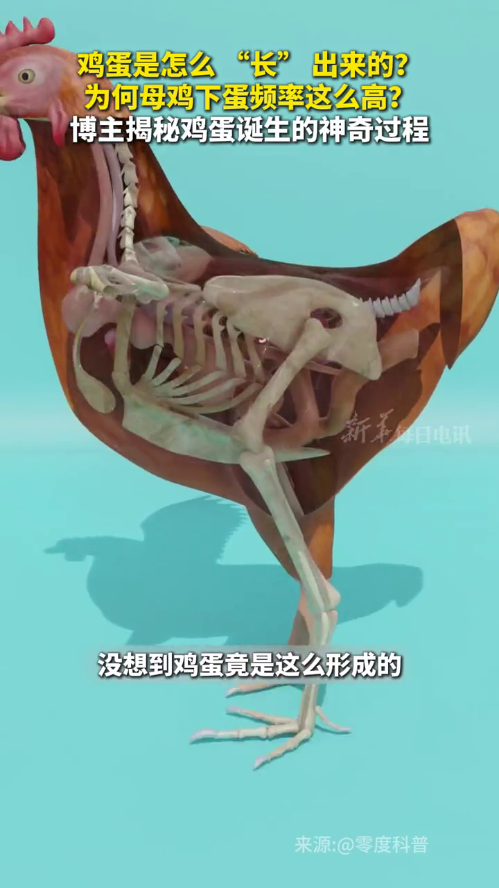 鸡蛋是怎么 “长” 出来的？为何母鸡下蛋频率这么高？