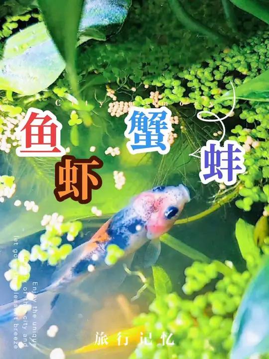 鱼虾蟹蚌,水草爆缸了♂……鱼缸里的大自然养鱼日记治愈系风景鱼儿水中游万物有灵