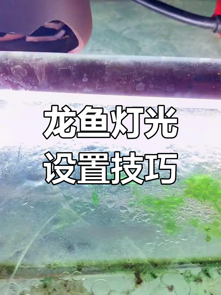 龙鱼灯光使用全攻略:如何选择与摆放