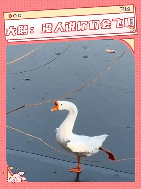一群天鹅向南飞,一只大鹅撅腚追
