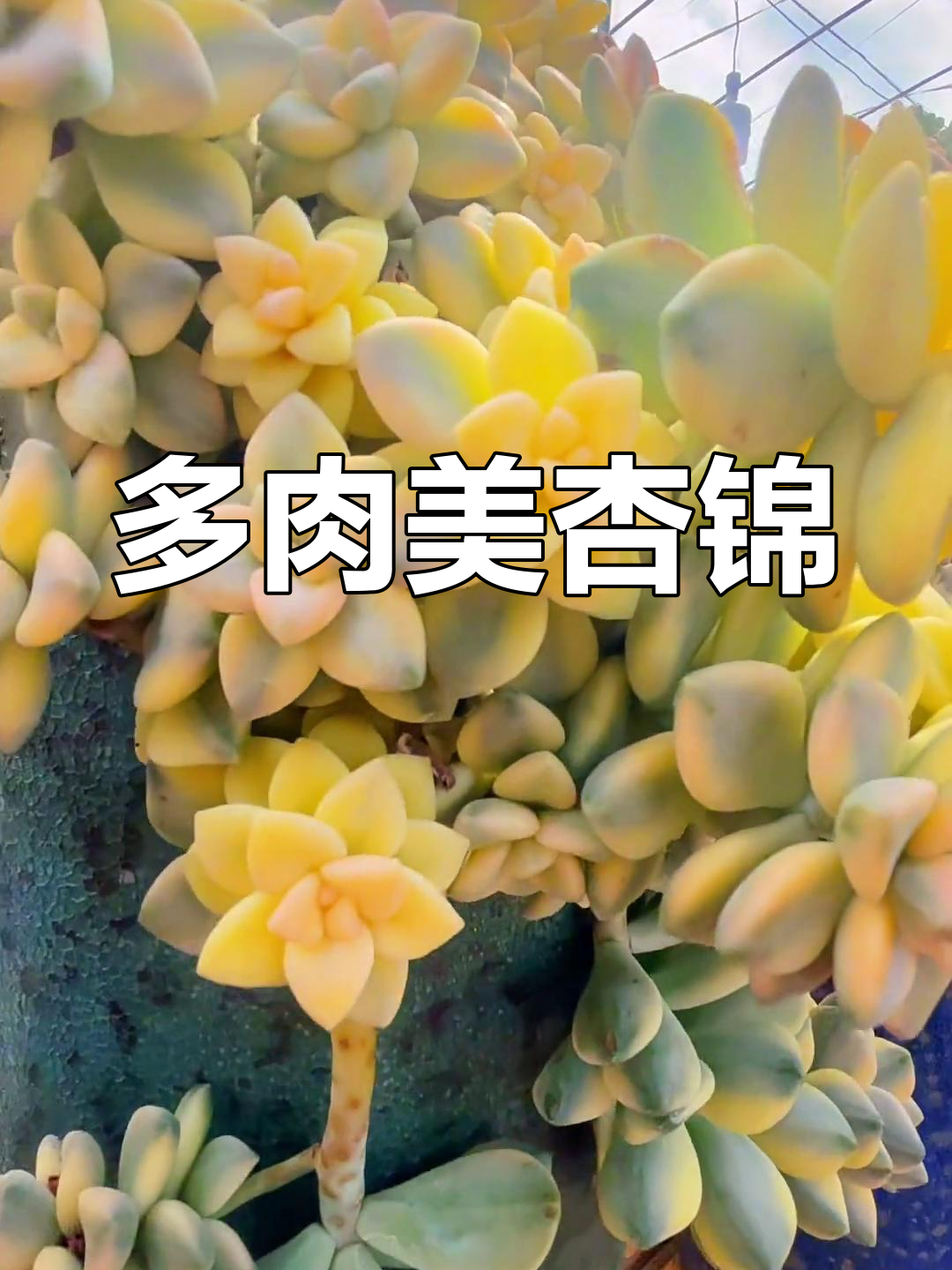 美杏锦多肉老桩展示