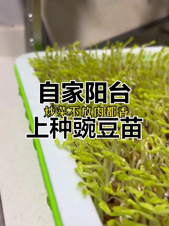 阳台种豌豆尖,轻松搞定!两周就能吃上鲜嫩蔬菜