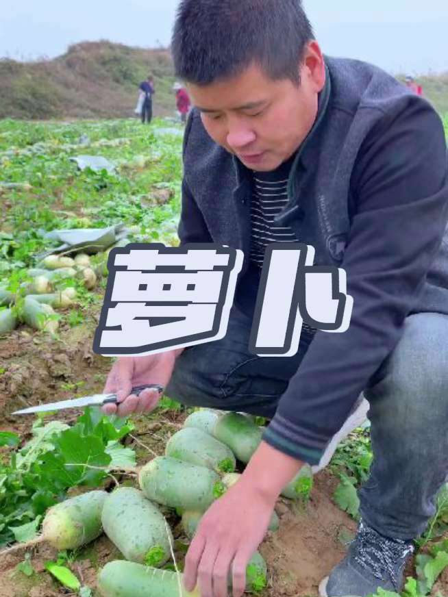 东北水果萝卜 自己种的纯天然的绿色蔬菜