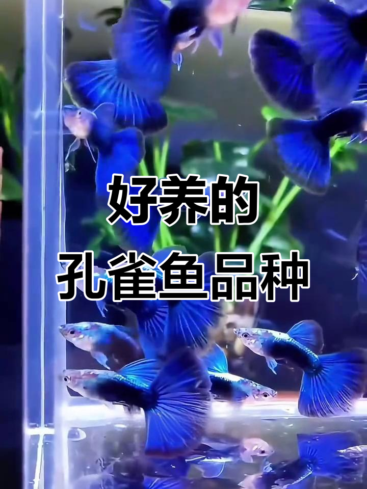 常见好养的孔雀鱼品种大揭秘,你养过几种?