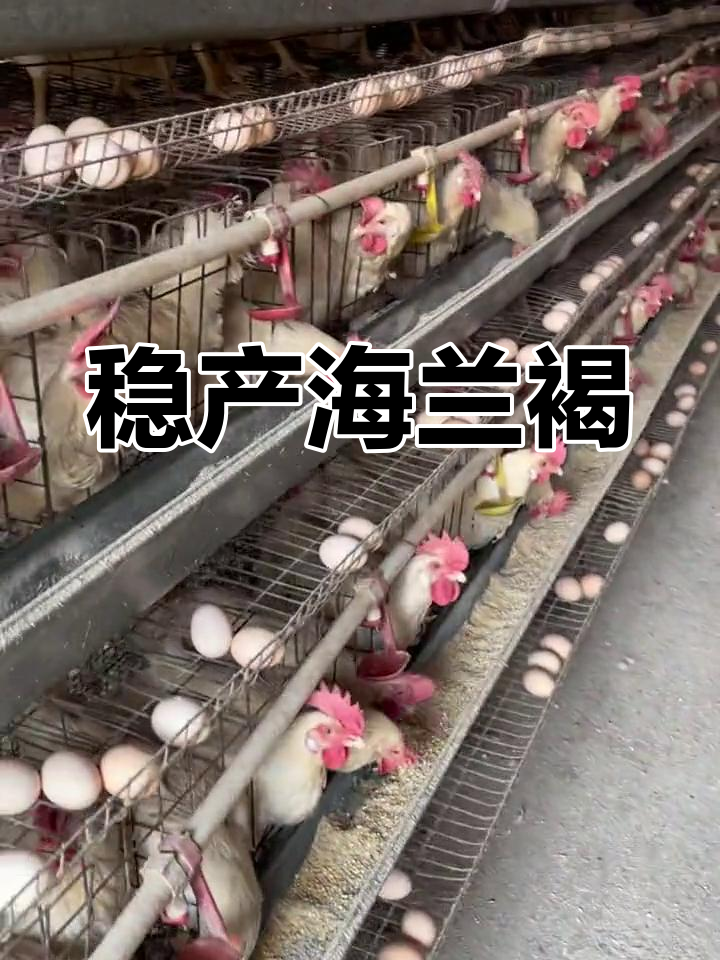 海兰褐蛋鸡稳定产蛋,210天高达96.2%!