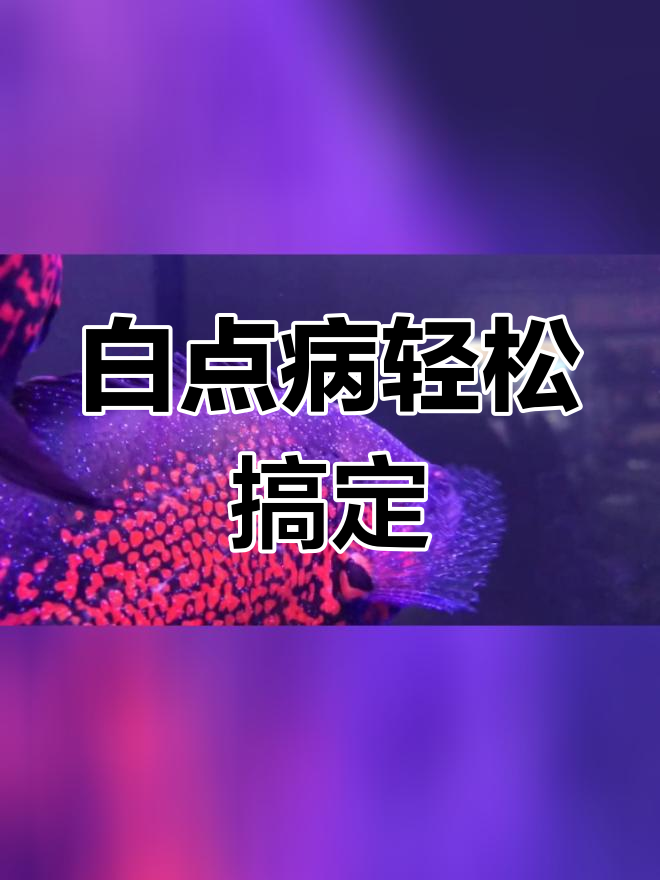 地图鱼白点病治疗全攻略
