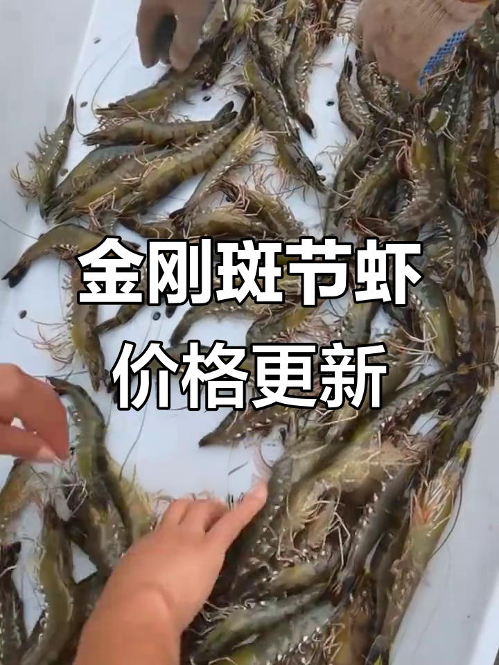 广东虾价大揭秘，金刚斑节虾全开火力