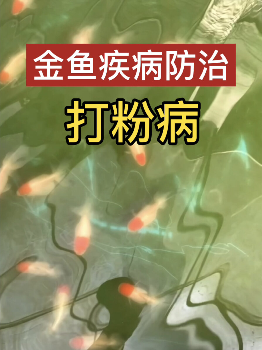 金鱼疾病防治之打粉病